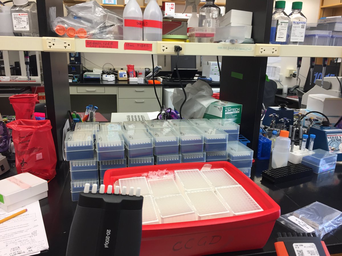 CCGDseq's tweet image. Multi-channels at the ready! Twelve plates of DNA to quant? No problem! @Corning @KapaBiosystems #Picogreen