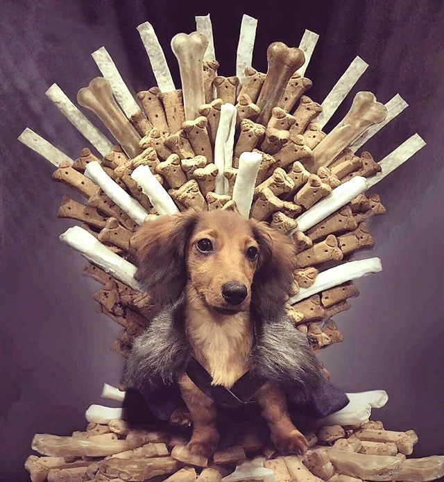 pet_jump's tweet photo. The best king ever.
@Regrann from @dachshund_life_love - "Game of Bones" .
Photo by: @longboy_lincoln
#sausagedog #puppylove #gameofthrones https://t.co/Cd3RcmdXlK