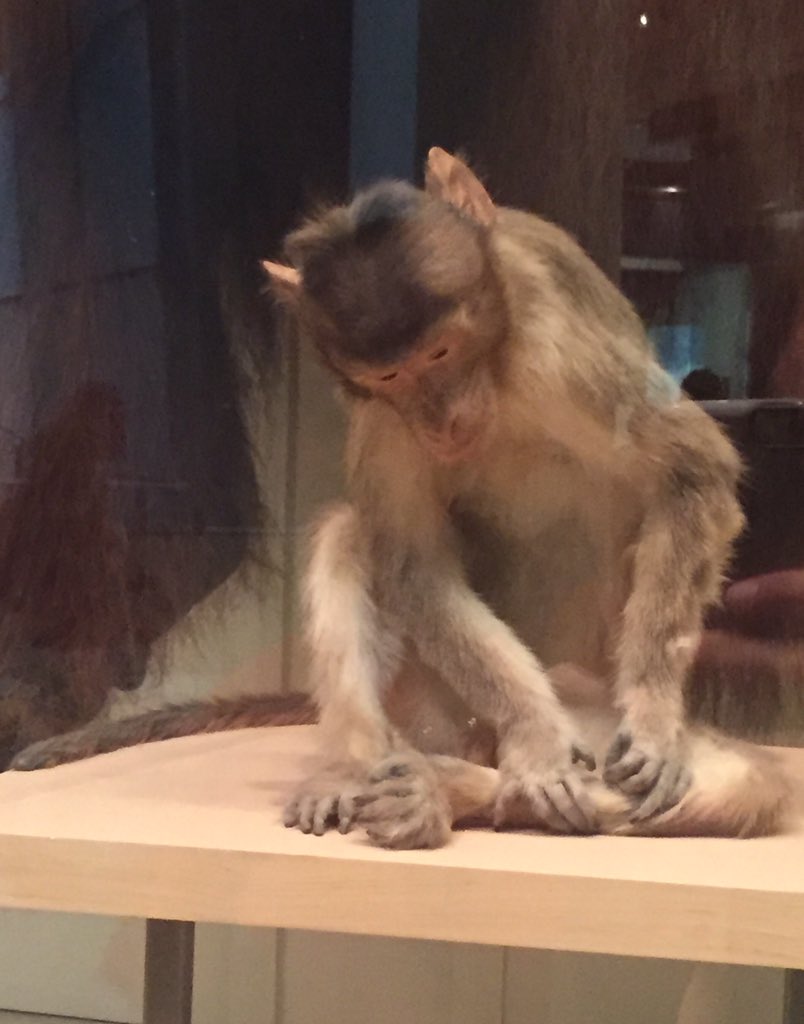 ScienceSquil's tweet photo. When a group of primatologists went to the @NMNH and found this guy labeled "rhesus macaque" #fail #ASPDC2017 https://t.co/llKxgrCIpa