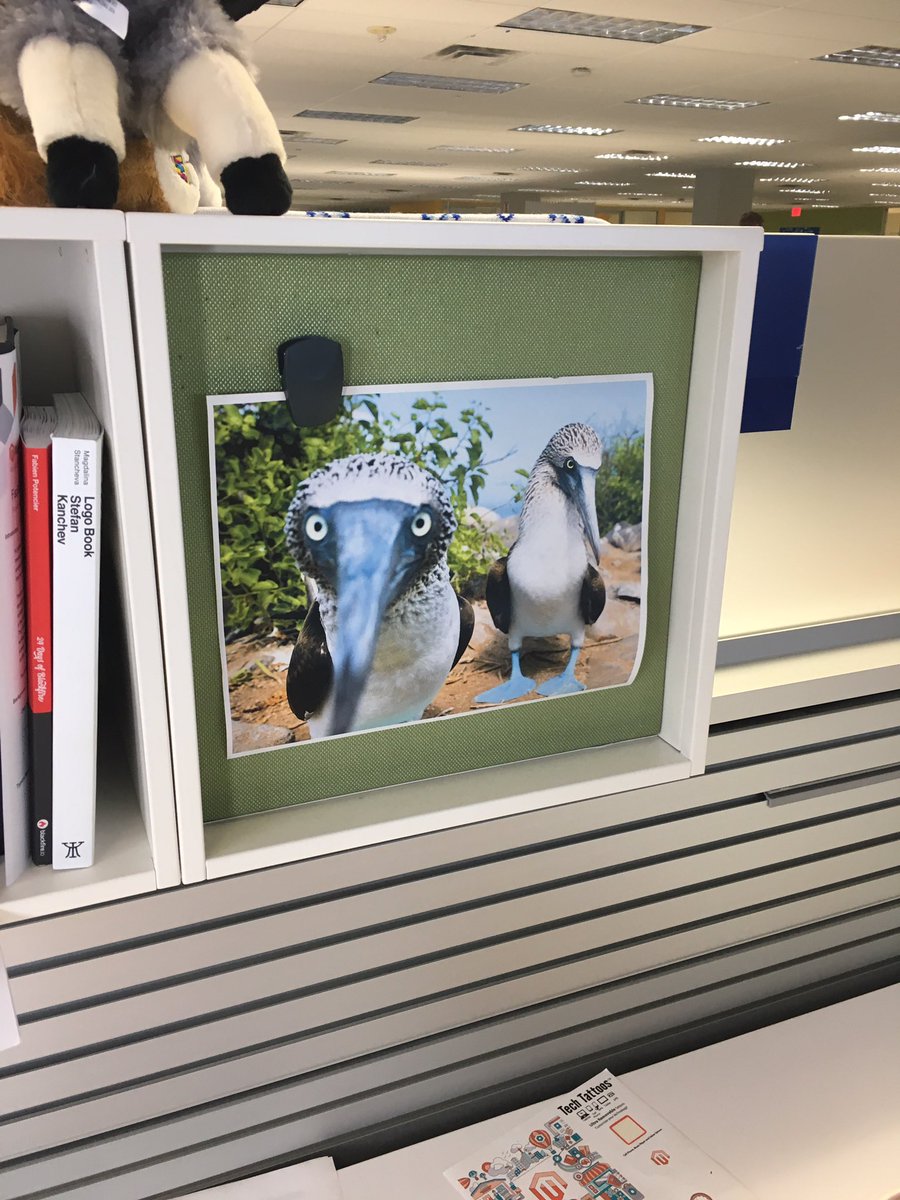 HelloMacaulay's tweet photo. Finding #BlueFootCMS appreciation in the Magento Austin office π https://t.co/XfbPYGpY7M