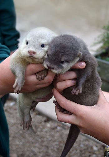 jesus_otter's tweet photo. https://t.co/C5tBmrwpme