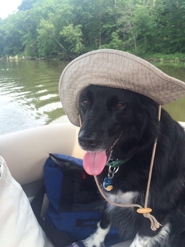 No_See_Em's tweet photo. @realscientists This #sciencedog knows sun protection is important when doing field work #sciencepets #mickpic https://t.co/1MeBpgIRYC