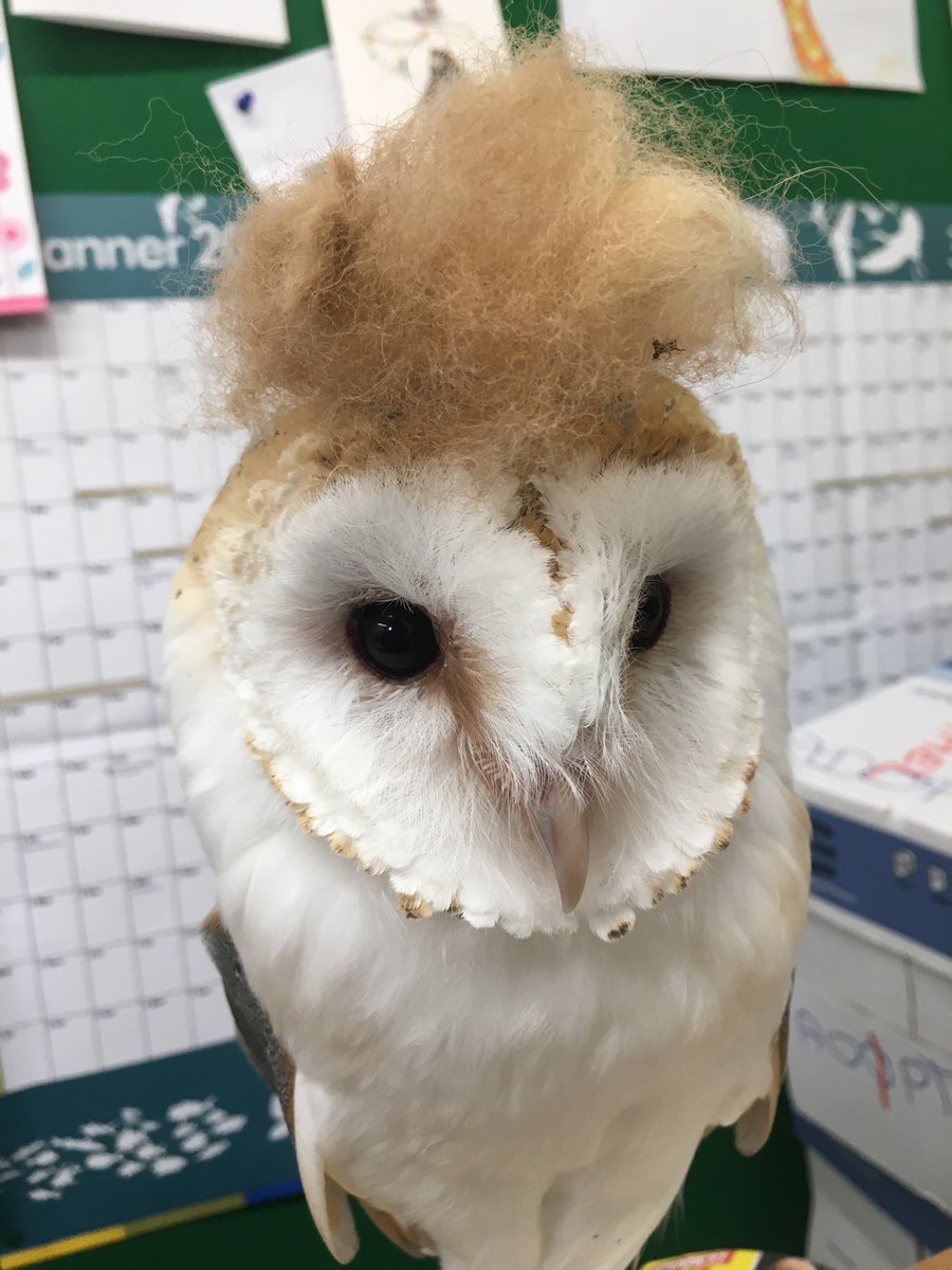 HollyMichaelUK's tweet photo. A tuft of alpaca wool & Fezzy's found her #Halloween costume! Think she'd make a better @POTUS than the real one...!
#animalsagainsttrump https://t.co/4dosSew1XK
