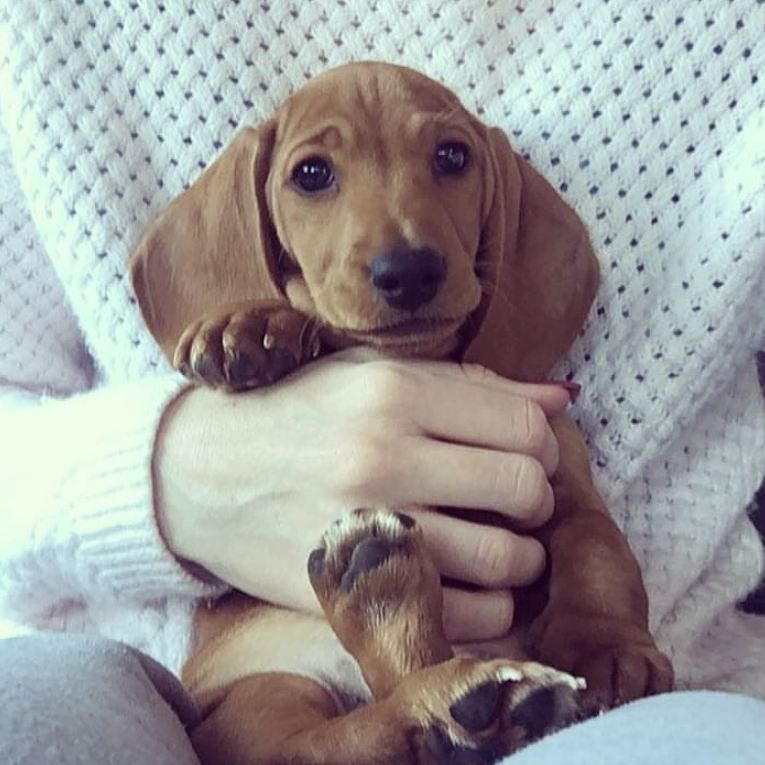 HugADachshund's tweet photo. Loving life 🐾💙 - @sassysausageduo
▪▪▪
#Hugadachshund #dachshund #dachshunds #dachshundoftheday #dachshundsofinstag… https://t.co/uhy7U5c0g9 https://t.co/VxTtFlPQpE