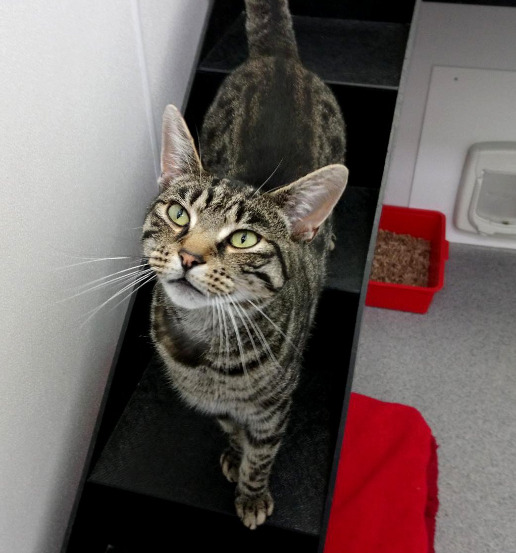 RSPCASheffield's tweet image. King Dave is looking for his very own castle and human servants, he loves to be the centre of attention! ow.ly/P2ie30eIYPv #adoptme