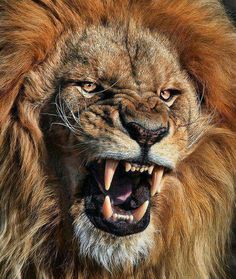 sportsHoHS's tweet photo. Update: Week 7 - Varsity @HowardLionsFB will host @CaravelAcademy from Bear, DE on Friday 10/13 at 8 pm. #schedulecomplete #readytoroar https://t.co/ubanznLSy4