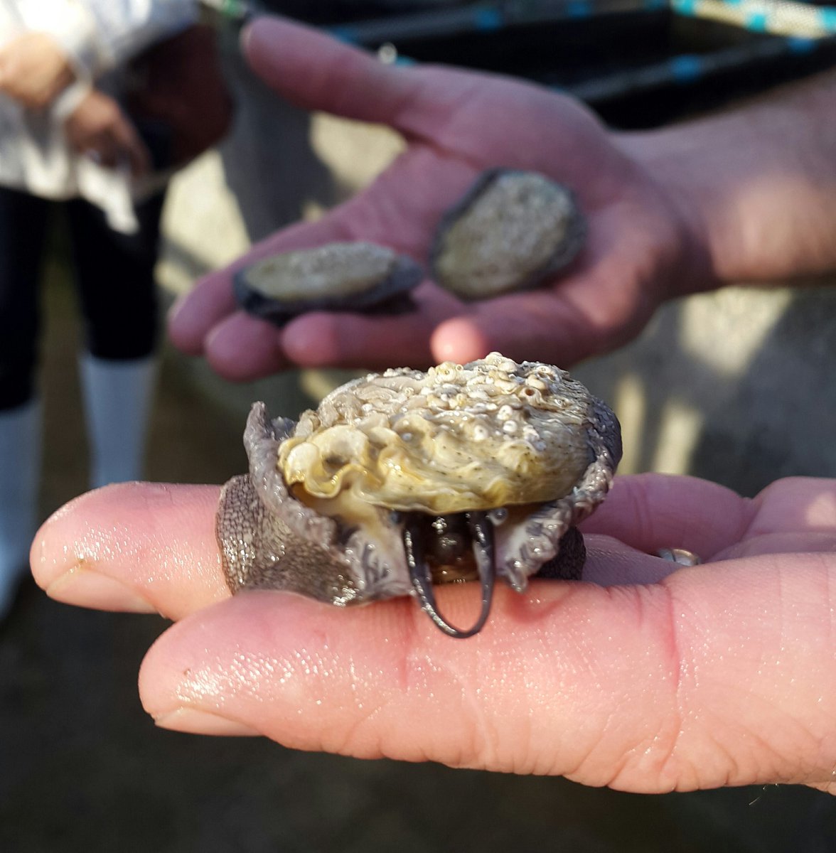Traveller24_SA's tweet photo. Touring the Heart ofAbalone in Hermanus, that uses wave energy to farm abalone for consumption. #discoverctwc #reclaimtheroadtrip @Wesgro https://t.co/l63M3dcfsQ