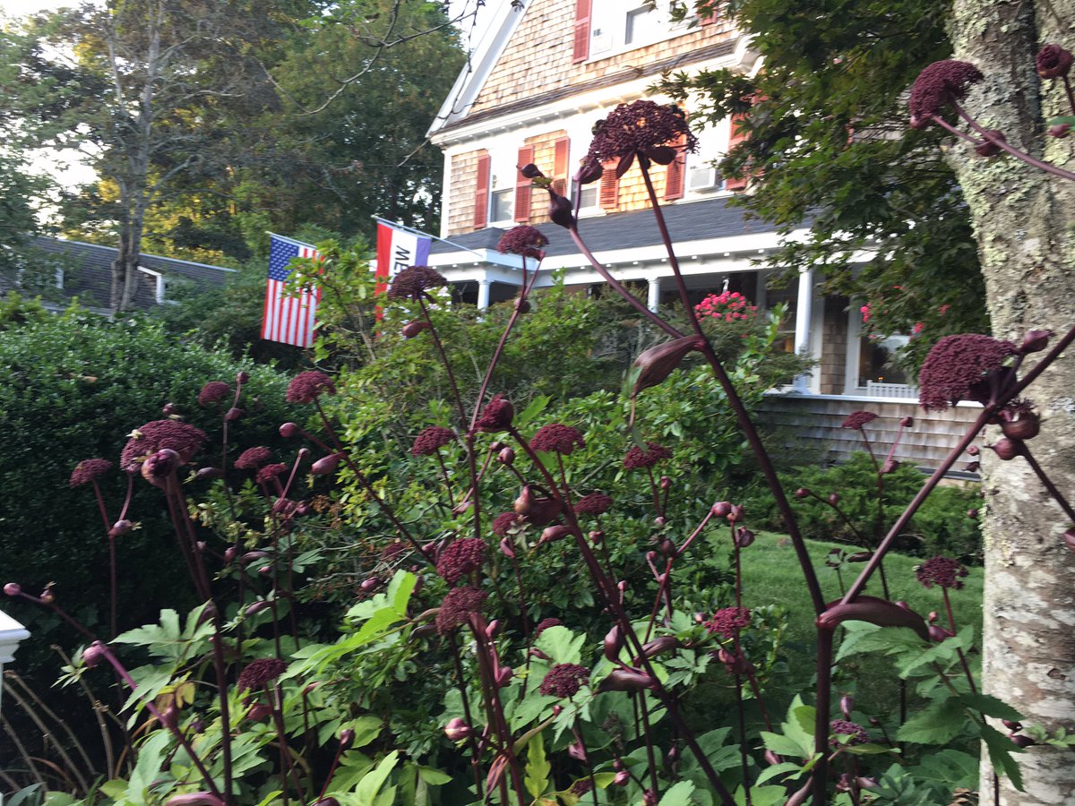 PalmerHouseInn's tweet image. The #Angelica is #magnificent this year. The bumble bees agree with me. #CapeCodGarden ow.ly/omc630eJcaq