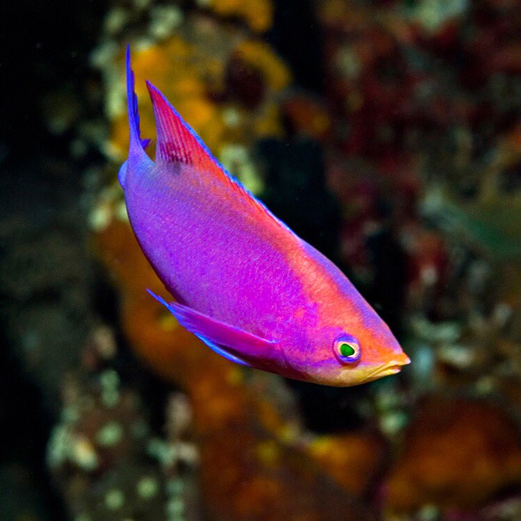 CoralMorph's tweet photo. Purple Queen Anthias in the wild #coralmorphologic https://t.co/gn8udTjqVp