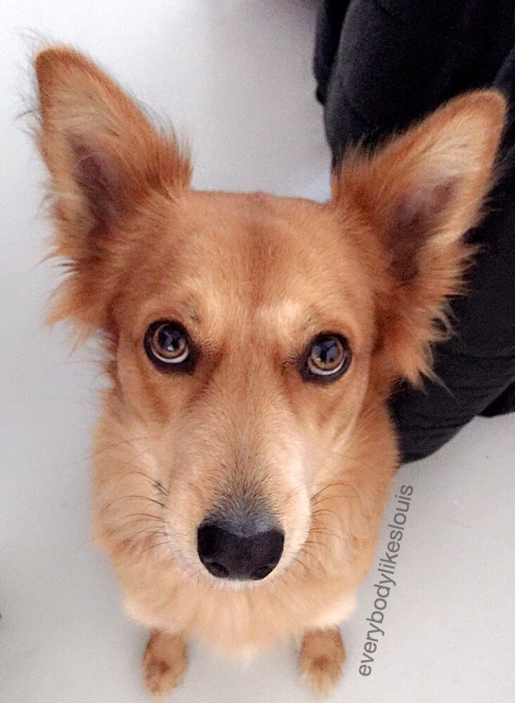 everybodyll's tweet photo. Look deep into my eyes... you're under my spell... now... get... me... some... pizza!!! 👀 #dogtweets #RescueDogs #dog #dogslife https://t.co/rxzlrMkDxr