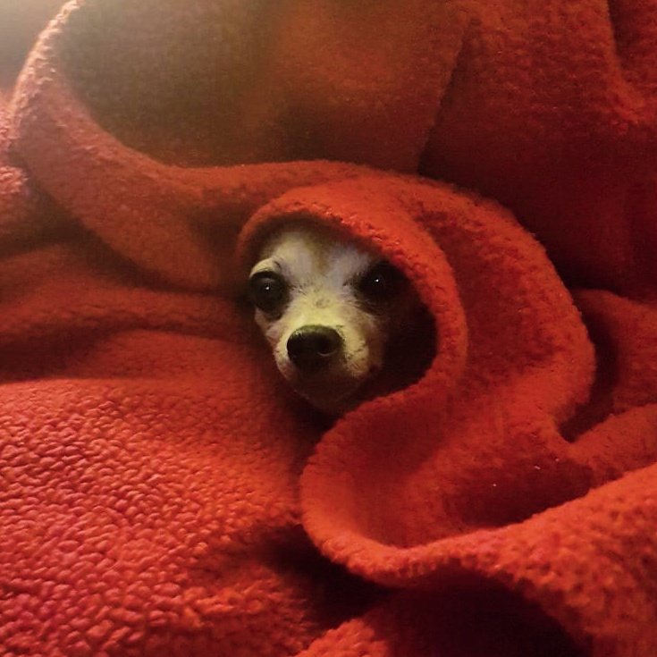 marinasamont's tweet photo. la princesa ❤ 👑 🐕  #chihuahua #chihuahualove #seniordog #princess #beautiful #petlove #doglover #love #forever https://t.co/WwBSWLKiJ0
