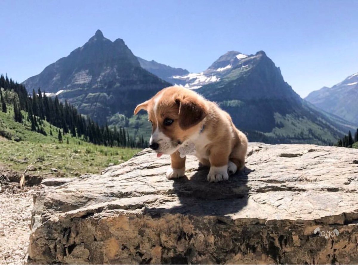dog_rates's tweet photo. Say hello to Chuck. His dream is to take a picture on every rock. Great start so far. 12/10 would support him always https://t.co/9uAS16dT0U