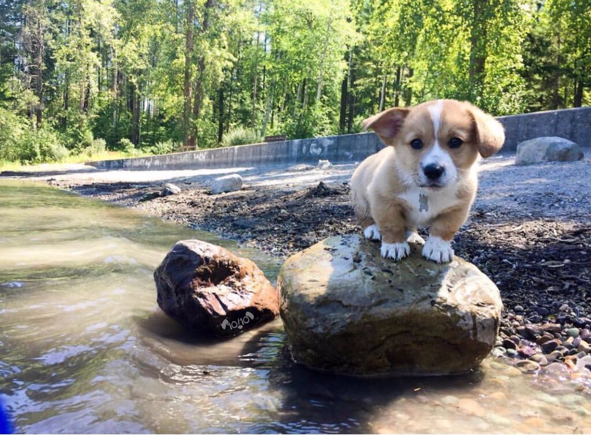 Say hello to Chuck. His dream is to take a picture on every rock. Great start so far. 12/10 would support him always