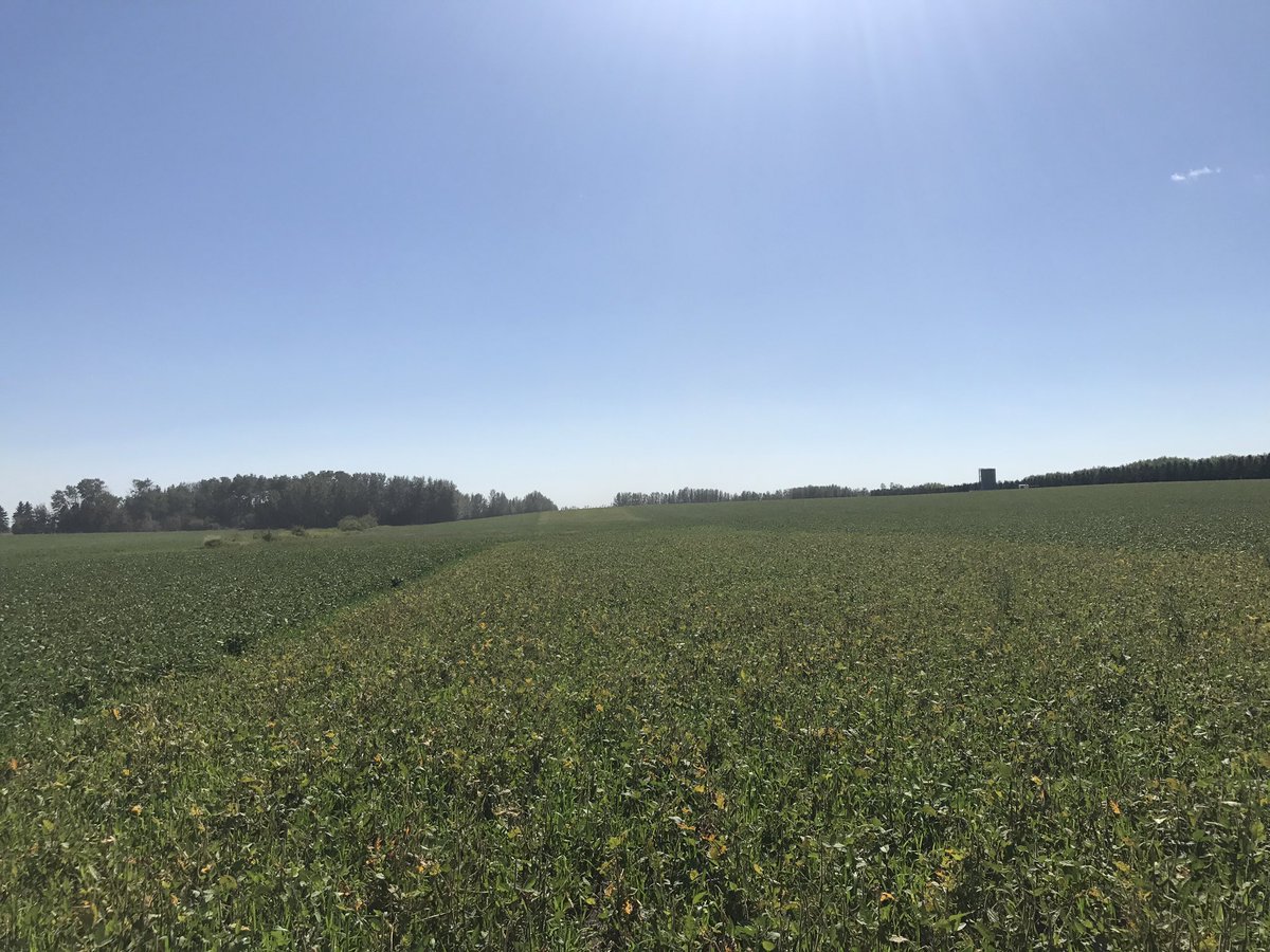 taychamulka's tweet photo. A huge maturity advantage with P0007A43R compared to a competitors "000". #notallbeansarecreatedthesame #absoybeans @PioneerWCanada https://t.co/xPFKWatqVX
