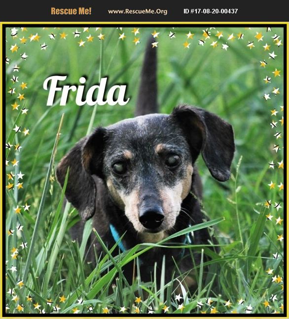 GDRescue2's tweet photo. FRIDA is a gorgeous little girl looking for a retirement home! You won't be sorry with this little bundle of joy! https://t.co/pE66NT0o4D https://t.co/bRpcMw6kkT