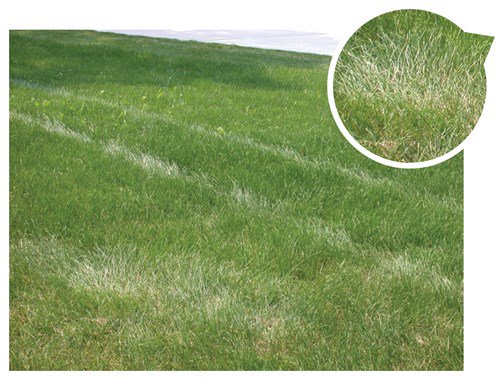 SFM_Magazine's tweet image. Understanding water usage is crucial in the management of healthy stands of turfgrass ow.ly/bIzR30eAmfV #sportsturf #TurfHealthTuesday