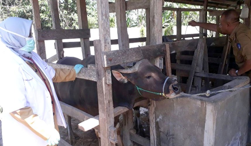 redaksi110's tweet photo. Dinak Bone Periksa Ribuan Hewan Ternak Persiapan Qurban
https://t.co/ejvLFWgSbK https://t.co/hahmYHpwBd