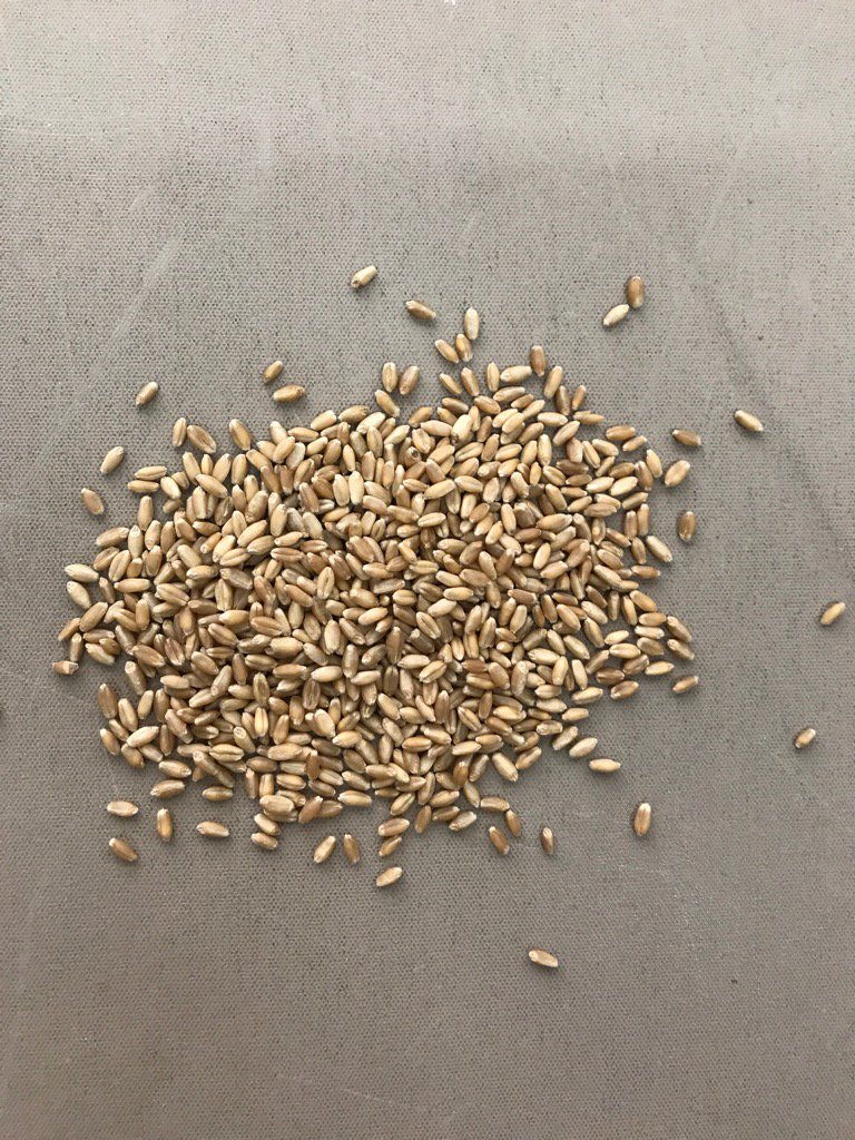 AC EMERSON - certified winter wheat seed for sale.
R rating for fusarium.  99% germ and 95% vigor.