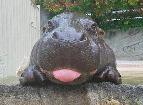 ImFluffums's tweet image. Baby hippo ❤👅 #TongueOutTuesday #hippo #baby #nature #animals #animal  #PhotoOfTheDay #cute #love  #adorable #happy #PicOfTheDay #aww