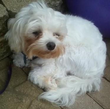 resqpups's tweet photo. Karley is one of the Ohio 17 and is making great progress! She will be available soon!
#maltese #stfbr #milldog
https://t.co/TpfyykMqK2 https://t.co/HYnfM97YwM