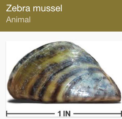 OWWA_SummerTech's tweet image. When you&apos;re beating the heat this summer, don&apos;t forget to be careful with water rafts! We don&apos;t want zebra mussels!
