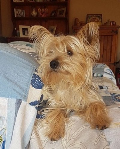 SAYorkieRescue's tweet photo. Gauteng,Pretoria:#YorkshireTerrier female for adoption. She is 1 Year 6 Months.#SAYorkieRescue #SAYRGauteng 
https://t.co/WEtizsOEI0 https://t.co/3Vin5E3lB4