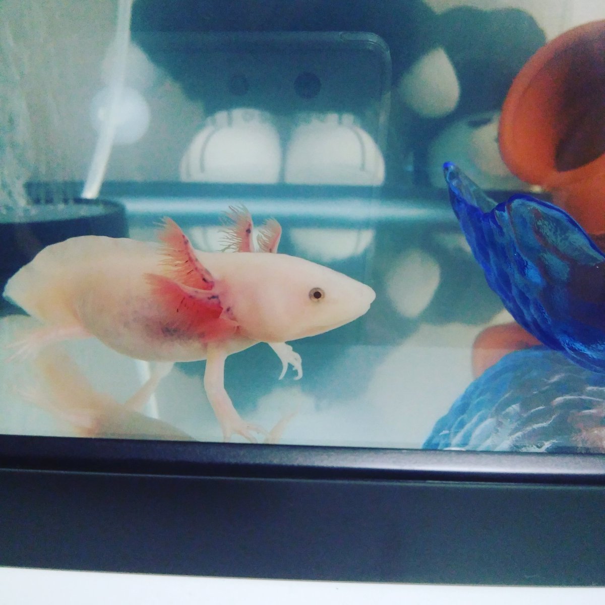 マシュ マロ子 Maro Atsu Twitter