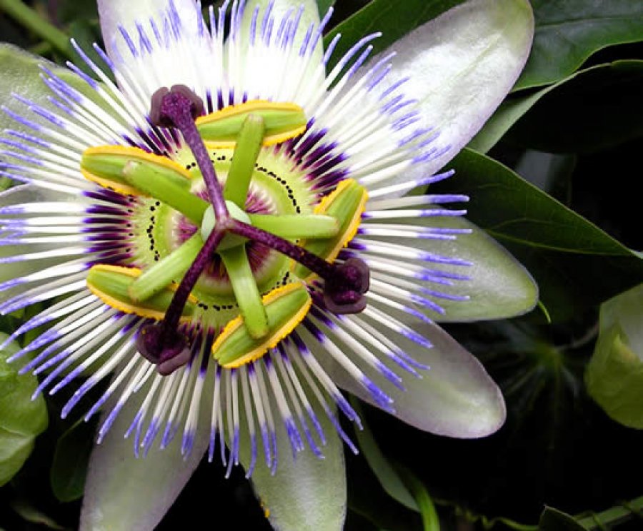 Pasiflora: Una #planta terapéutica muy apasionada (Fotos) - growlandia.com/marihuana/pasi…