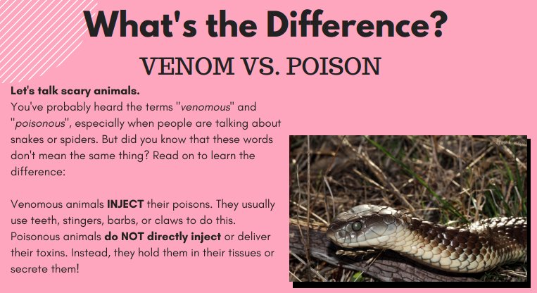 joshfunkbooks's tweet photo. What’s the difference? Venom vs Poison. Find out in @Jess_Keating’s #CuriousCreative Magazine https://t.co/glLHaJWB50 w @AnimalsSmartPpl https://t.co/fWj4fWy9qM