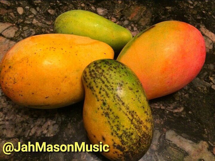 JahMasonMusic's tweet photo. FARM LIFE!!! East Indian mangoes sweet like sugar... nuh true... #JamaicaNice UP #JahMason #JahMasonMusic #NewCrea… https://t.co/yNe7QpmExh https://t.co/pDrTYZuYlz