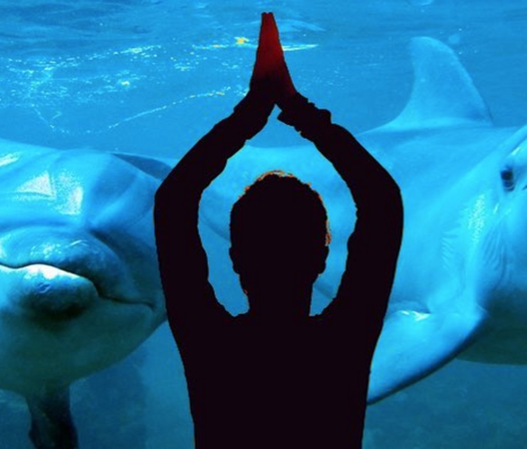 Retreat to the Bahamas next April and hang with the dolphins! Visit the link in our bio to check out this &amp; other upcoming yoga retreats!