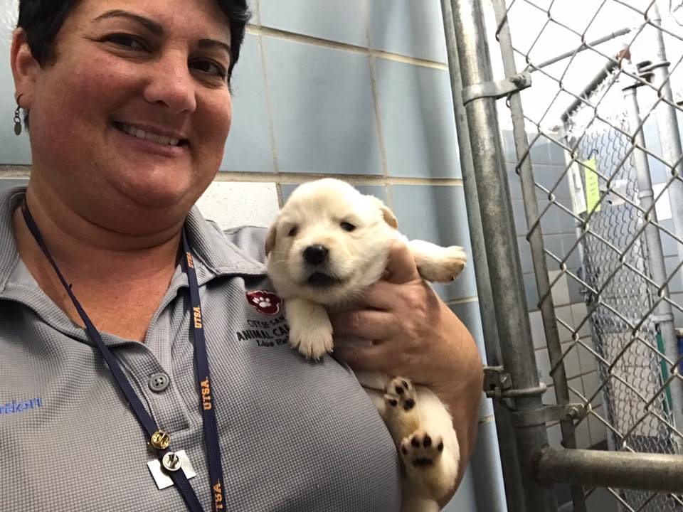 humaneworldorg's tweet photo. Just one of many pets on their way from San Antonio Animal Care Services to a safe home up North. ❤️ #HurricaneHarvey https://t.co/cLOg0hccXO