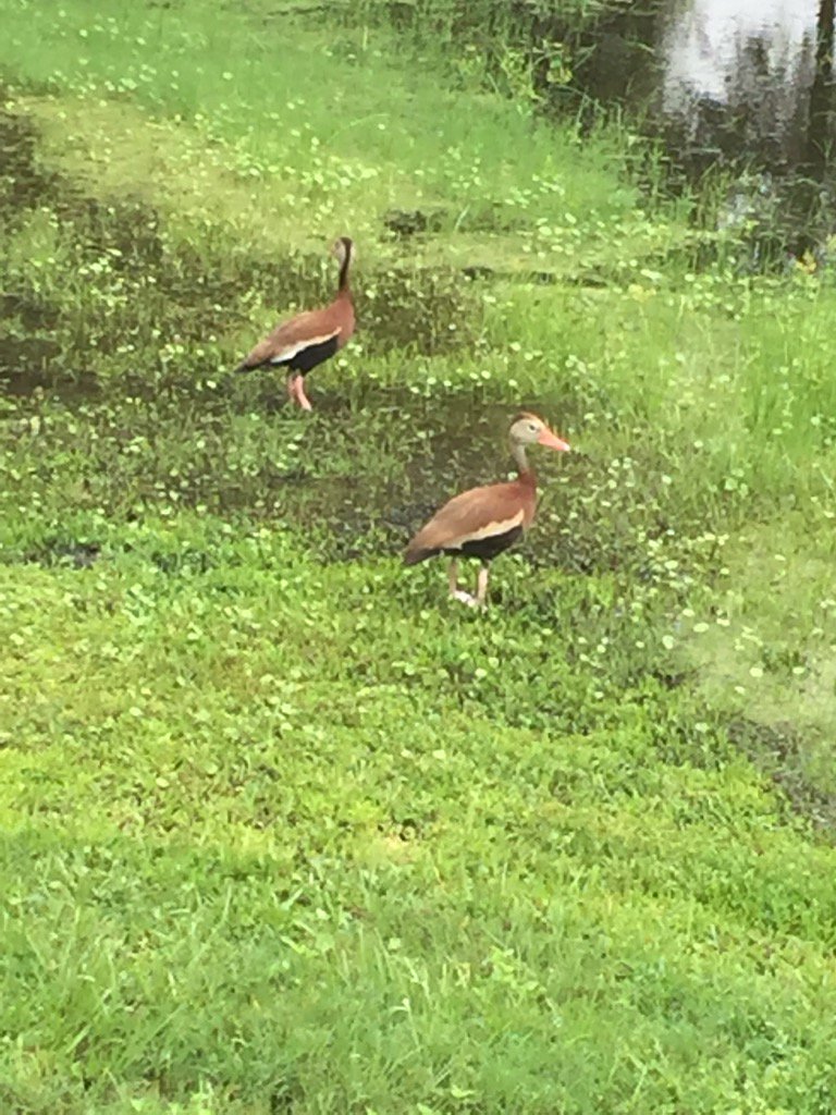 DELVON BULBYCAMPBELL tweet media