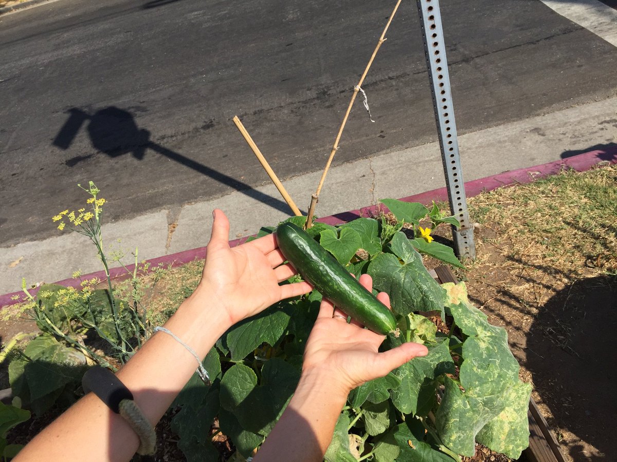 Schibel's tweet photo. I #love that cucumbers grow on the streets in my #Venice neighborhood! Well done @CHealingGardens #growfood #allthingsgrowwithlove https://t.co/mjNK9whdVZ
