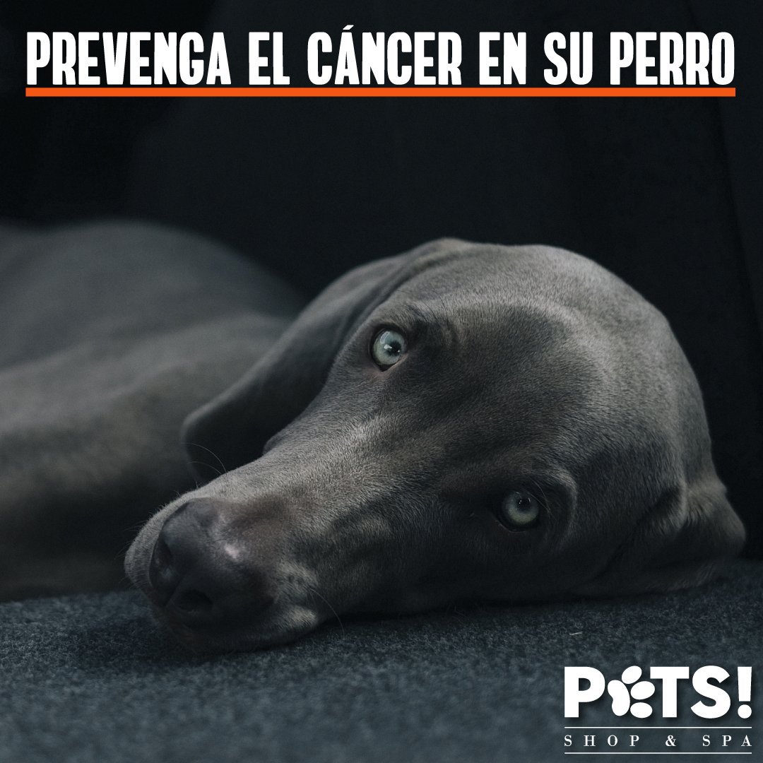 PetsShopandSpa's tweet photo. El cáncer es una enfermedad que no perdona ni siquiera a nuestras mascotas. https://t.co/tmNrQqWnW7