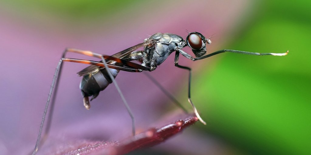 SpringerNature's tweet photo. The World’s Most Dangerous Animals are Picky Eaters. Remembering World Mosquito Day: https://t.co/YDinqh4aIe #BugBitten @BioMedCentral https://t.co/zRdCxc1ord