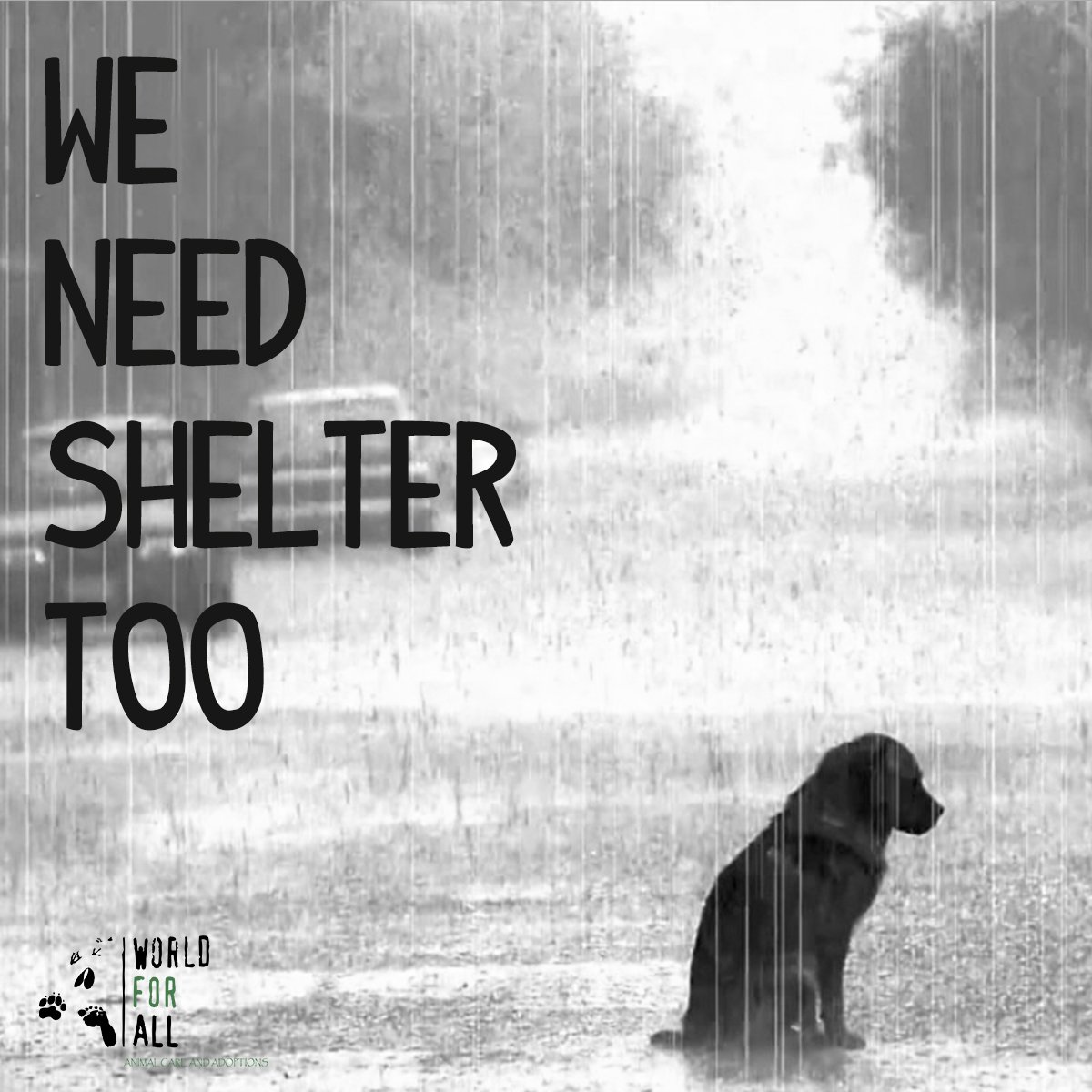 worldforall's tweet photo. #Mumbaikars please help your 4 legged friends get through this weather by providing food &amp; shelter! #MumbaiFlooded #MumbaiRains https://t.co/ICESwyQe81