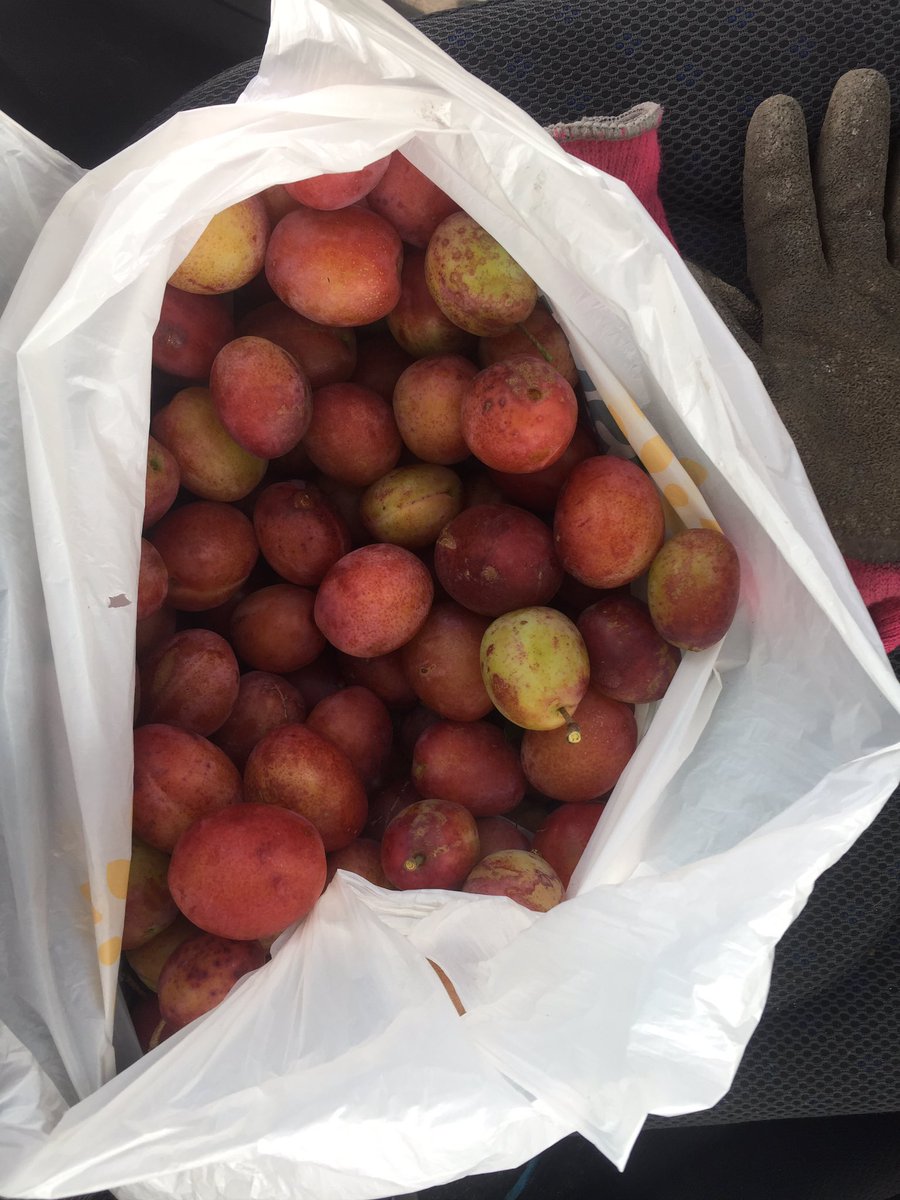 Great harvest from the plum trees at Castle Cliffe this year! Any good recipe suggestions for using up these beauties? #homegrown #fruit