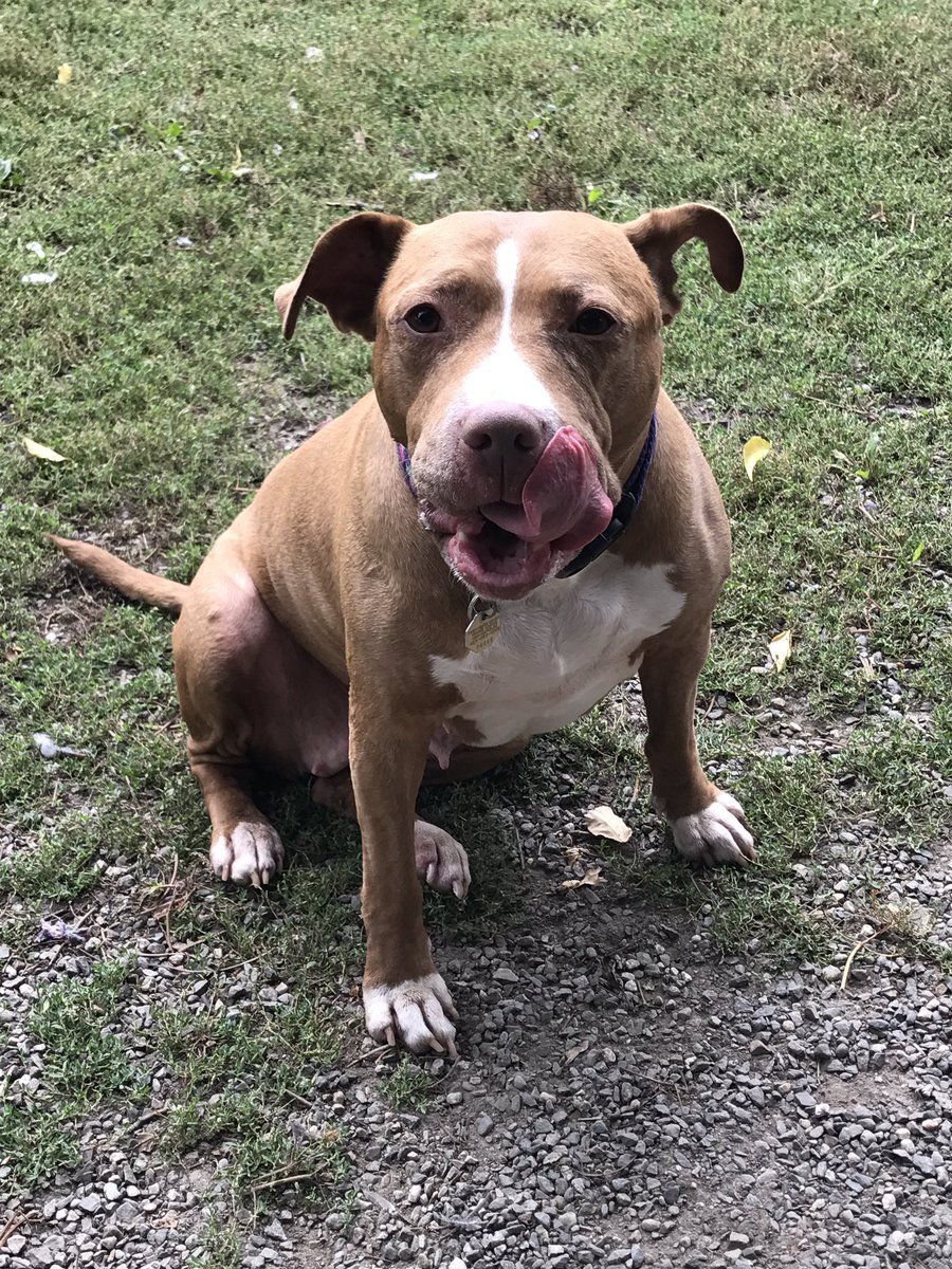 VictoriaHaffer's tweet photo. Adopt a rescue today. #providence #rescueapitbull #parl #adoptapitty https://t.co/UCvmbxWxeF