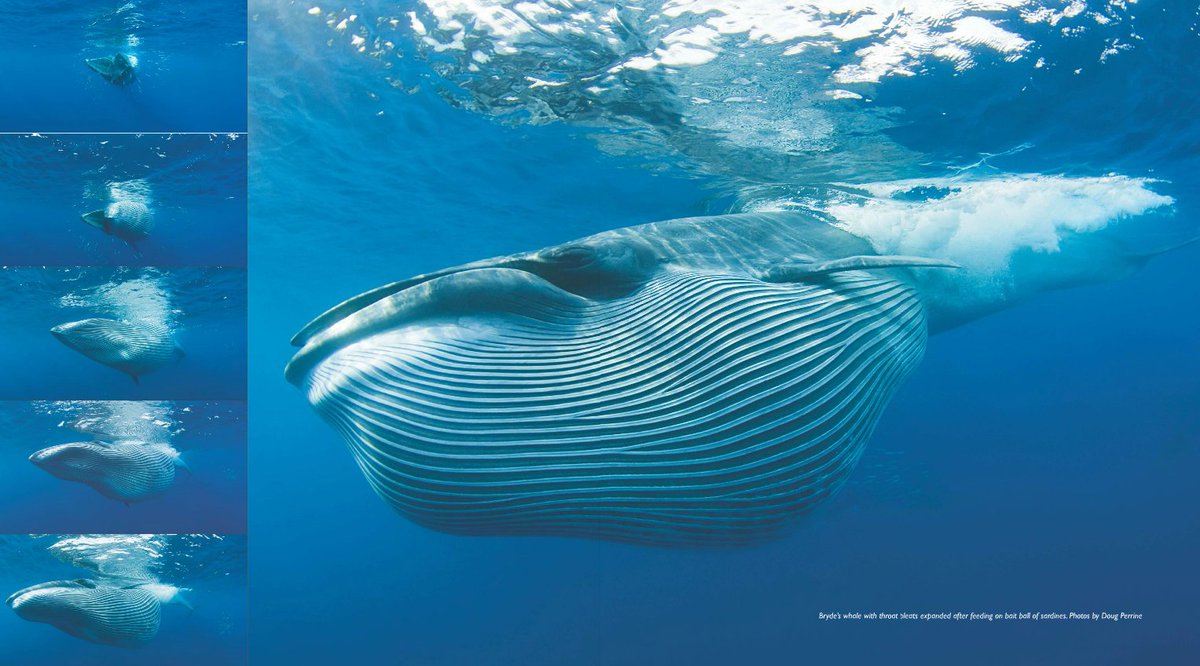 Bryde's whale w/throat pleats expanded after feeding on #baitball of #sardines. 📸: Doug Perrine, Summer 2010, Issue #2! #PhotoPortfolio