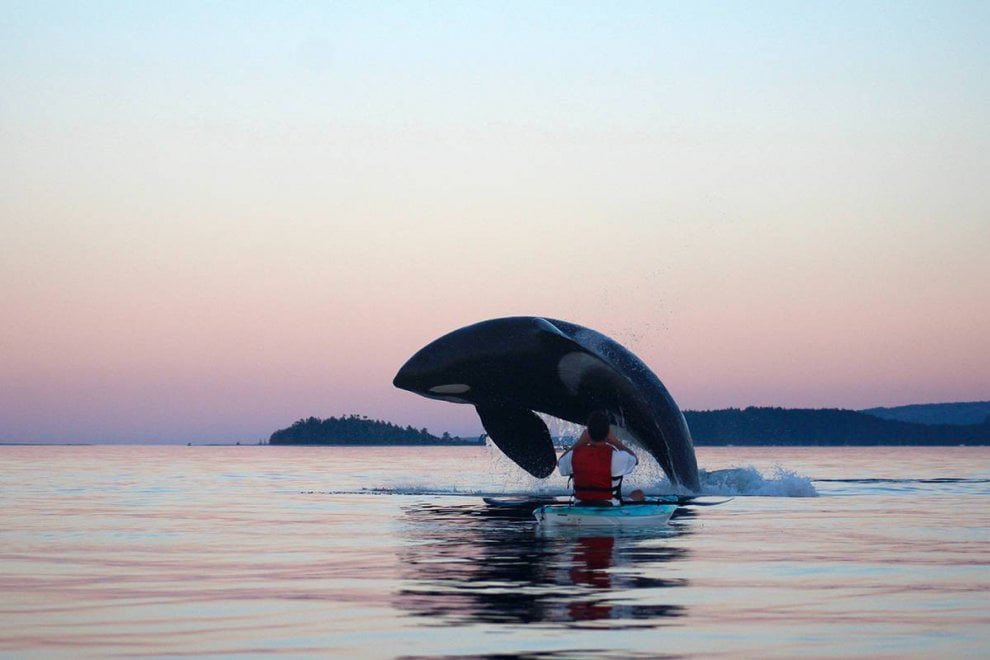 federcanoa's tweet photo. Ecco cosa vi può capitare andando in #canoa! #29Ago #orca #kayak #federcanoa #sportemotion #Vancouver @CanoeEurope @PlanetCanoe https://t.co/GOjtFV61Ve