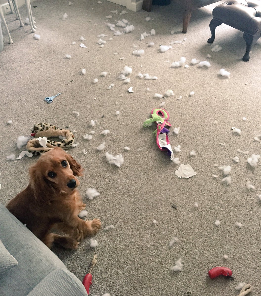 HeatherTalbot10's tweet photo. Apparently Spontaneous crocodile combustion is a real thing #wasntme #cockerspaniel #toyexplosion #crocodile https://t.co/2Pd8BWBQOU