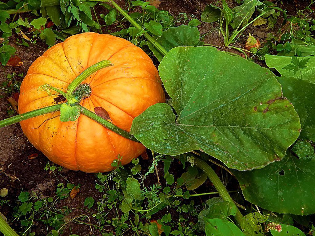 Grow Your Own tweet media