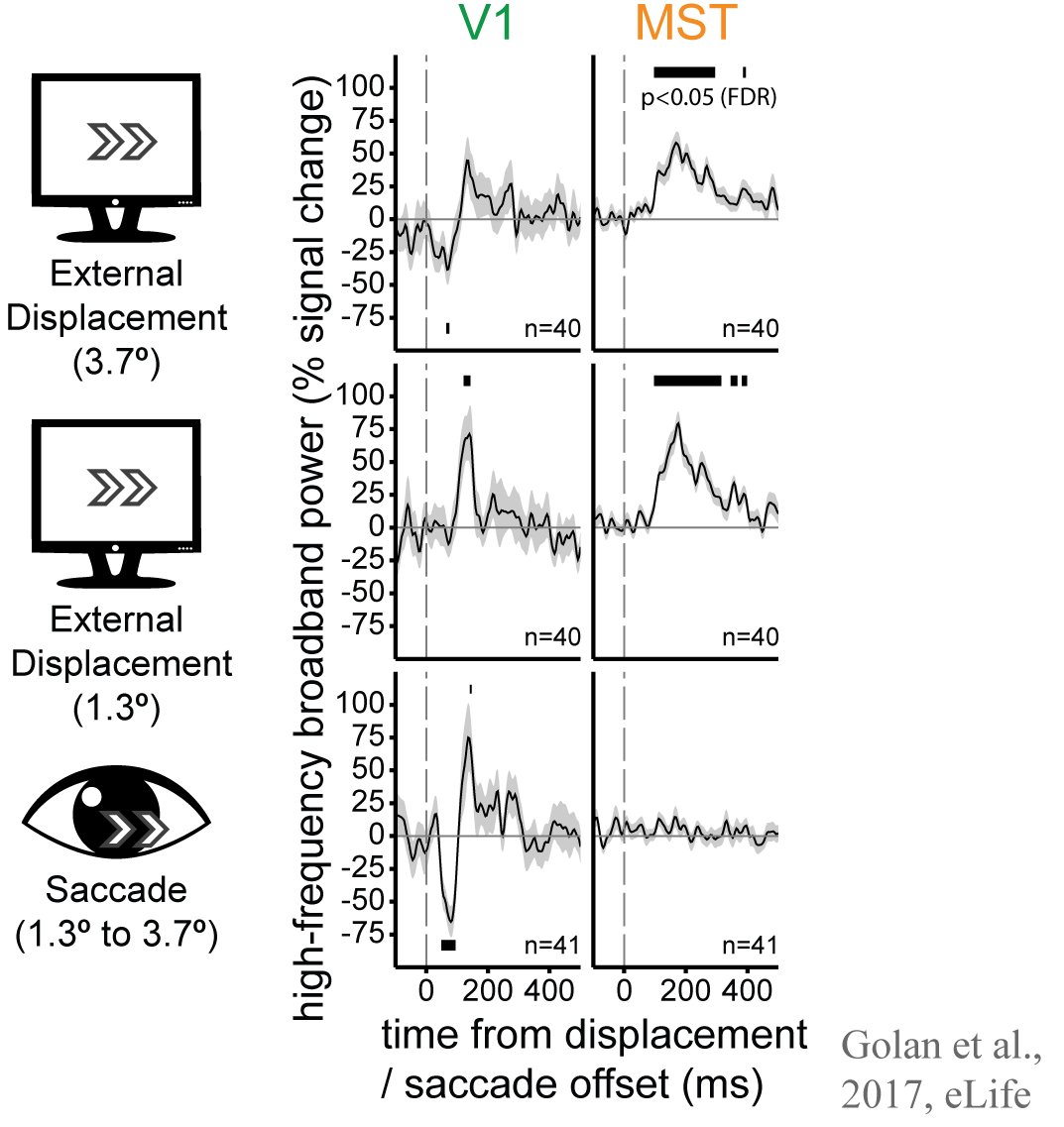 TalGolanNeuro's tweet photo. Just published in @eLife - Increasing suppression of saccade-related transients along the human visual hierarchy https://t.co/1ZZuANvGES https://t.co/vDvEM9gJRt