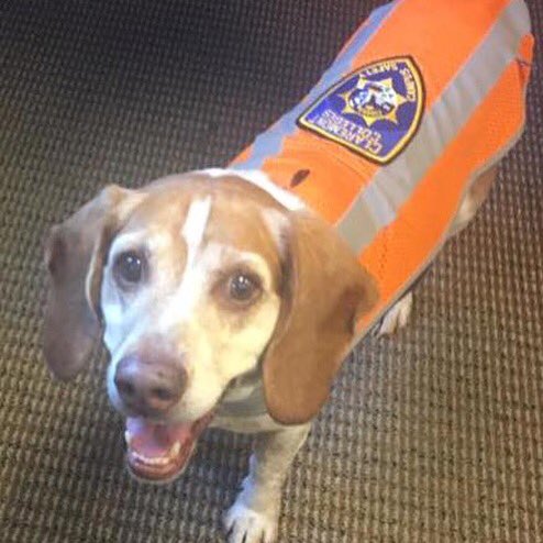 MuddResLife's tweet photo. Meet Red -the newest member of Campus Safety! Red is a 10 yr old beagle mix! #harveymudd #rescuedog https://t.co/xttmqsYPw5