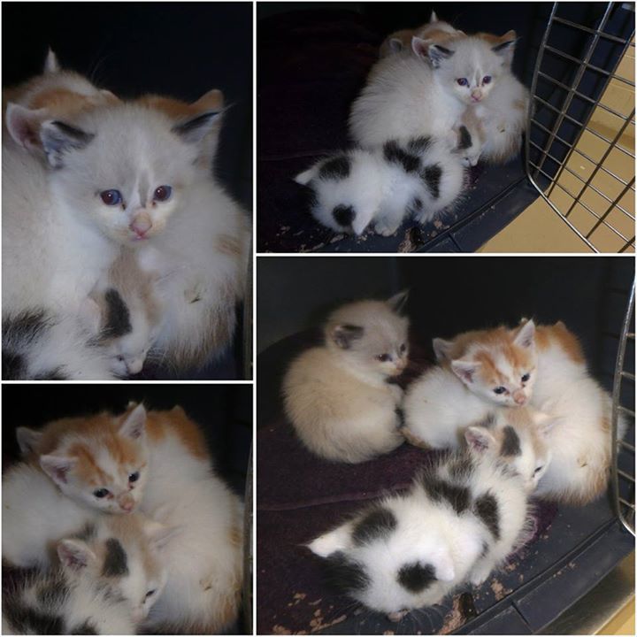 cobbkitties's tweet photo. 💗RESCUE AND PLEDGES NEEDED 💗
6 tiny kittens (under 1lb) needs Rescue commitment ASAP and Pledges to help cover the… https://t.co/ygpOjTMk2E https://t.co/qael1yzPRs