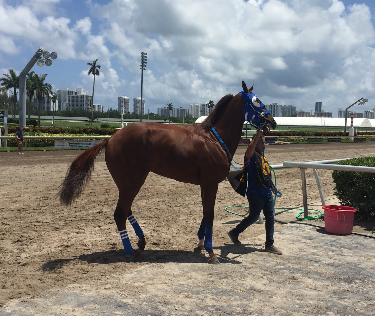 alett15's tweet photo. 🐴 Antonio Sano: GUNNEVERA apunta hacia la gran carrera, la Breeders' Cup Classic el 4 de noviembre en @DelMarRacing https://t.co/DiuXacQHGY