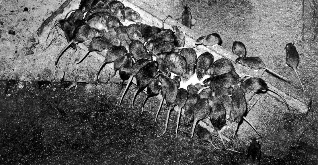 newrepublic's tweet photo. Climate change is bringing rising seas, stronger storms, mass migrations, and rats. Millions and millions of rats. https://t.co/tzluvB1lmF https://t.co/UamNz8Qifg