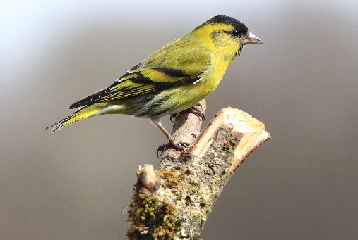 GardmanWBC's tweet photo. Attract more #Siskins to your garden with our #Nyger #Seed, https://t.co/DEFlUI5LRX #wildbirds #birding #birdwatching #wildbirds https://t.co/HMCJCBF1PI