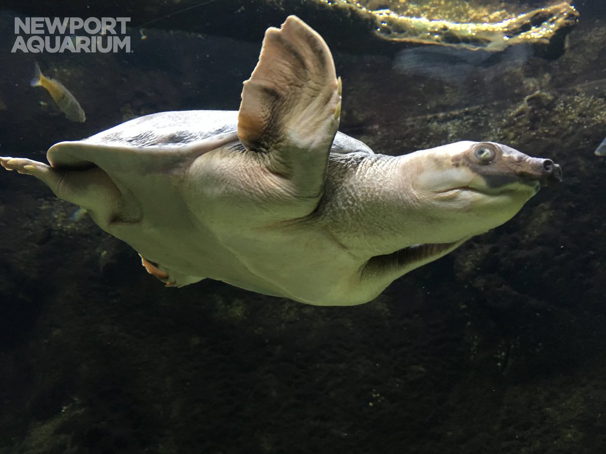 NewportAquarium's tweet photo. Scientists Recently Discovered the #FlyRiver Turtle Can Talk ! Read more: https://t.co/MGKKcml0Fw @TheWCS #TurtleTuesday https://t.co/875HTxY9ig